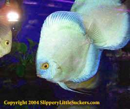Discus fish with bright colors and patterns