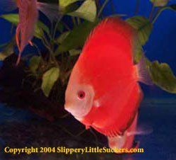 Beautiful goldfish suppliers