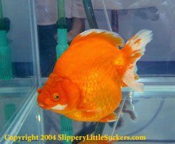 Kingsford’s goldfish suppliers