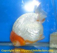 Premium discus fish