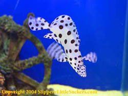 Beautiful marine fish