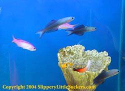 Impressive selection of marine fish