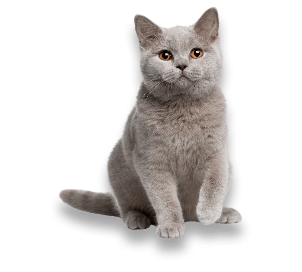 Bowmanville Cat Grooming