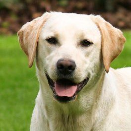 Pet Grooming Services Bowmanville