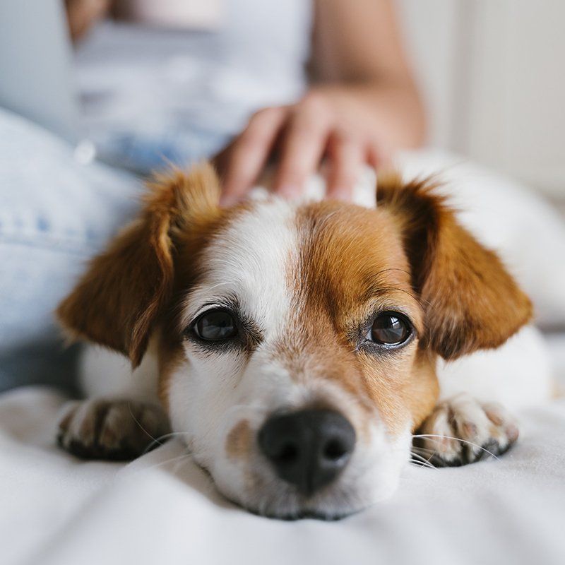 Groomer supplies clarington | Professional dog groomer clarington