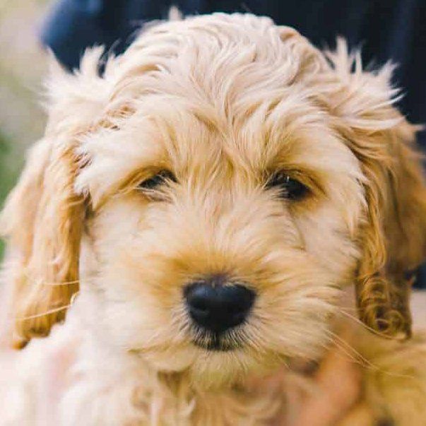 Pet Groomer in Bowmanville