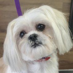 Clean pet groomer courtice