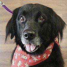 Dog Groomer in Bowmanville