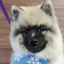 Cat Groomers clarington
