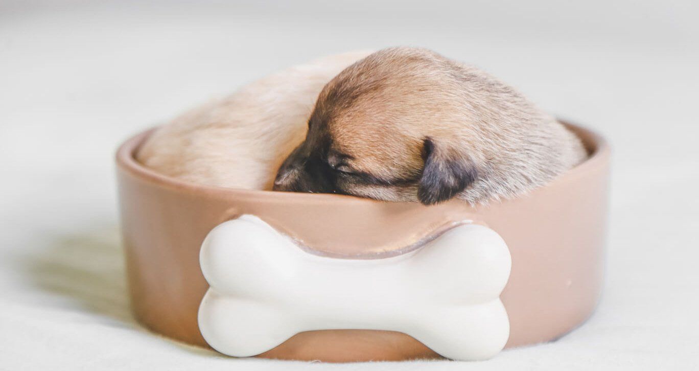 cucciolo di cane nella cuccia
