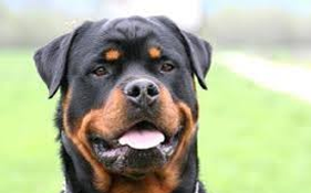 Rottweiler