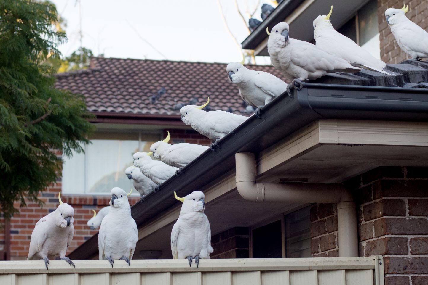 Flock of Sulphur-Crested Cockatoos Sitting on a Roof — Plumbers in Yeppoon, QLD