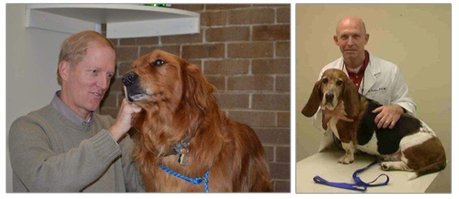 Veterinarians Caring for Dogs