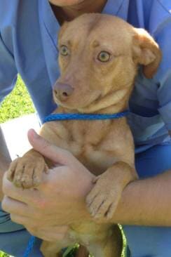 Mixed Breed Puppy — Animal Clinic in Mobile, AL