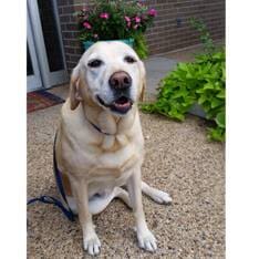Labrador Dog — Animal Clinic in Mobile, AL