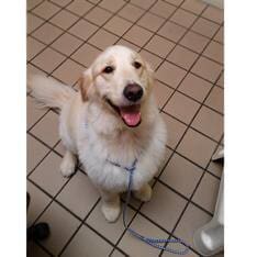 Golden Retriever — Animal Clinic in Mobile, AL