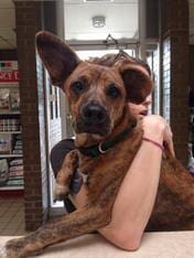 Mixed Breed Dog — Animal Clinic in Mobile, AL