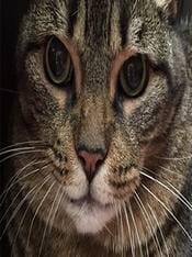 Big Cat — Animal Clinic in Mobile, AL