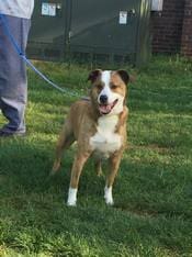 Brown and White Dog — Animal Clinic in Mobile, AL