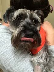 Terrier — Animal Clinic in Mobile, AL