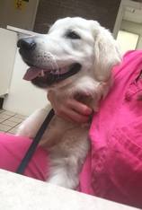 Dog Hug — Animal Clinic in Mobile, AL