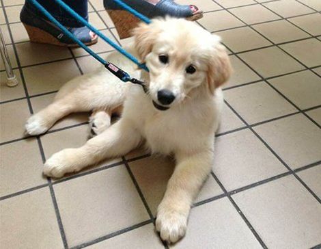 Golden Retriever Puppy Golden Retriever Puppy
