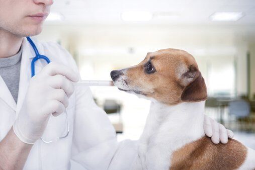 DogRecievingMedicalAttention DogRecievingMedicalAttention