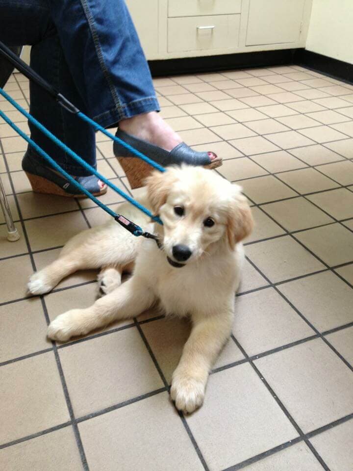 Golden Retriever on the Floor — Animal Clinic in Mobile, AL