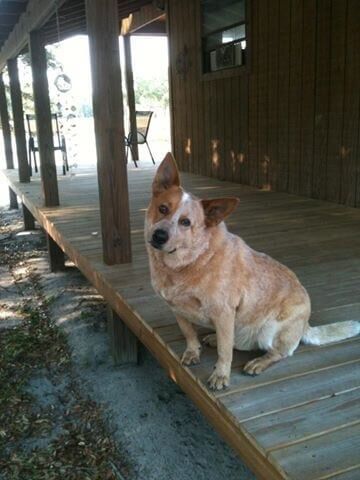 Dog at the House — Animal Clinic in Mobile, AL
