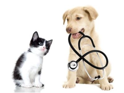 cat and dog - veterinary service in Canon City, CO cat and dog - veterinary service in Canon City, CO