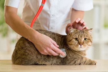 cat check up - veterinary service in Canon City, CO cat check up - veterinary service in Canon City, CO
