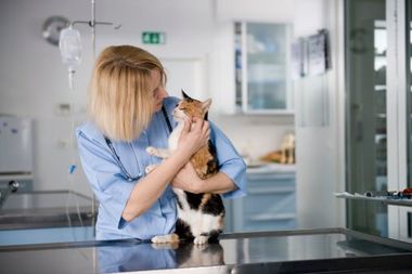 horse check up - veterinary service in Canon City, CO horse check up - veterinary service in Canon City, CO