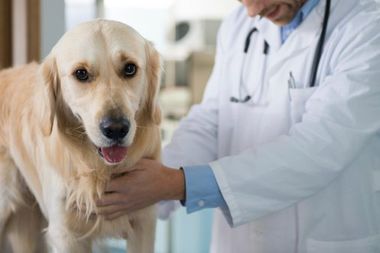 dog check up - veterinary service in Canon City, CO dog check up - veterinary service in Canon City, CO