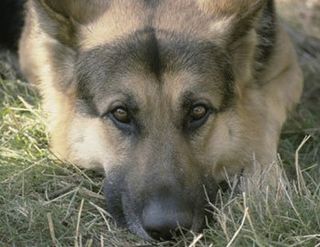 german shepherd - veterinary service in Canon City, CO german shepherd - veterinary service in Canon City, CO