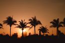 Palm trees at sunrise, colour picture Palm trees at sunrise, colour picture