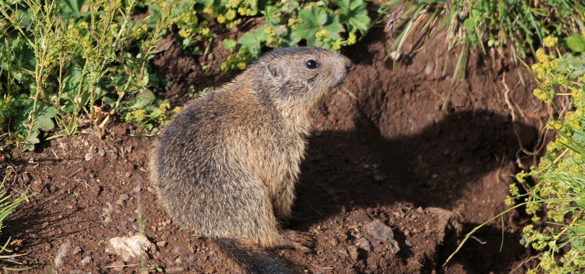 Gopher and rodent removal services in San Juan Capistrano yards