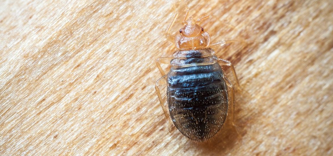 Bed bug on a wooden surface. The bug is brown and black.