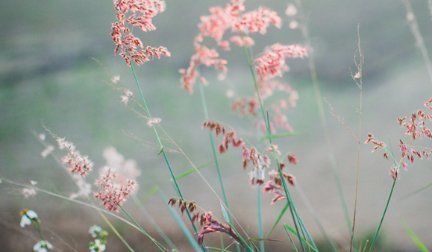A bunch of flowers are growing in the grass in a field.
