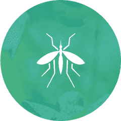 insectos