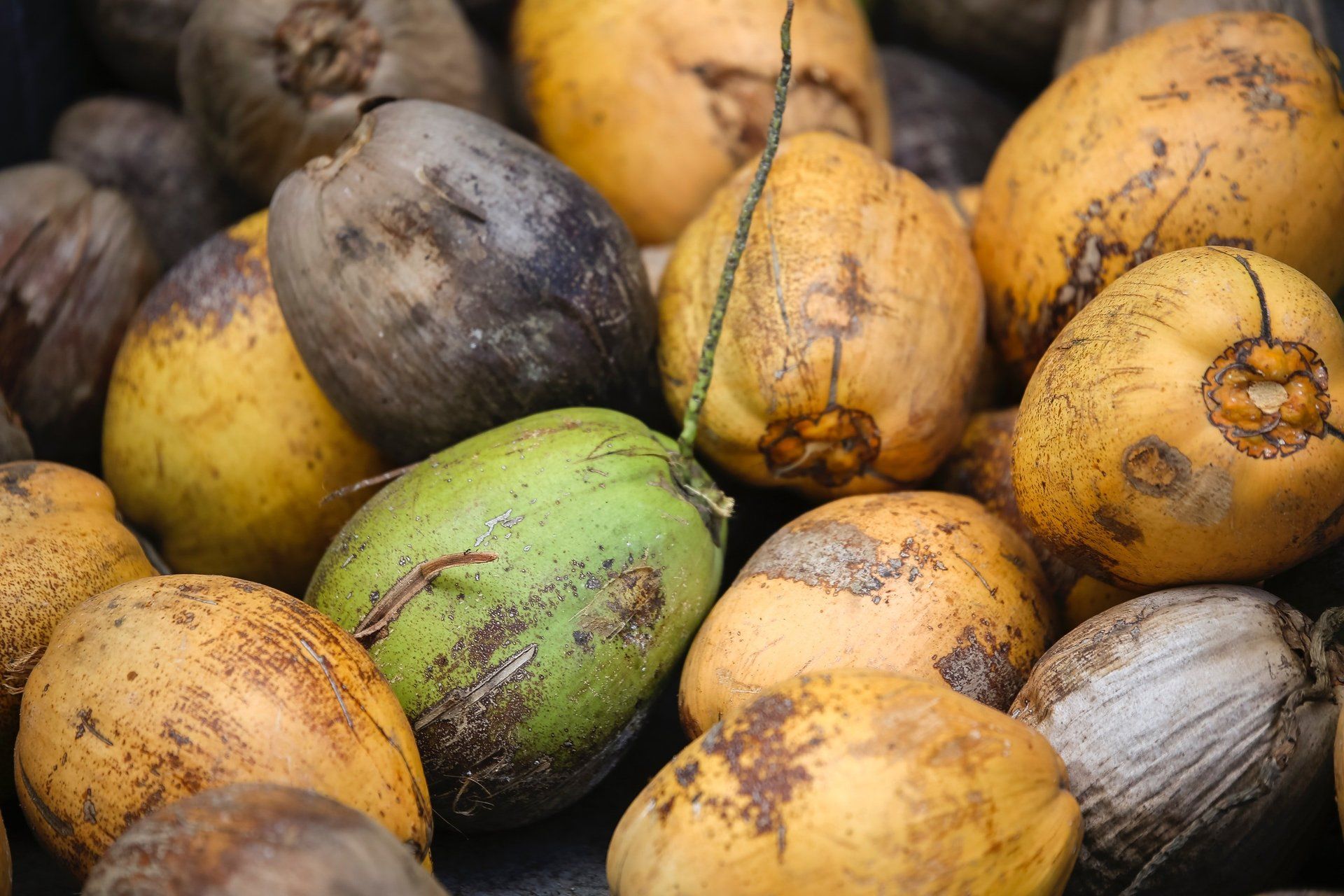 coconuts