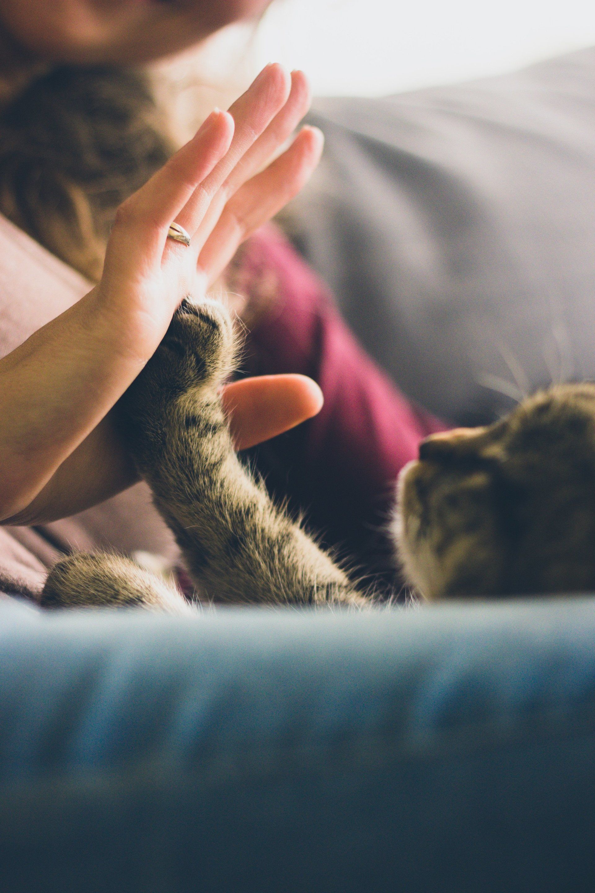A woman is giving a cat a high five while sitting on a couch.