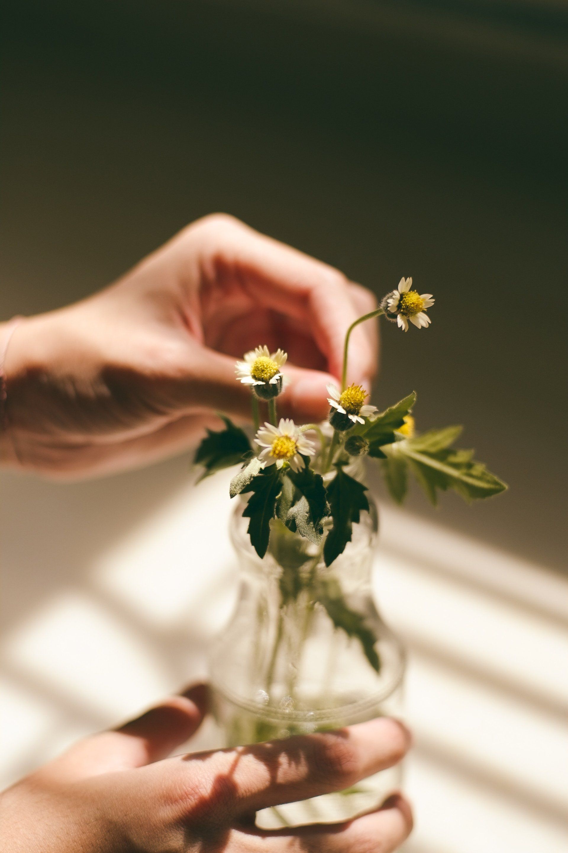 botanical oils, aromatherapy oils, vizu oils, vizu organics, essential oils, flowers, herbalism