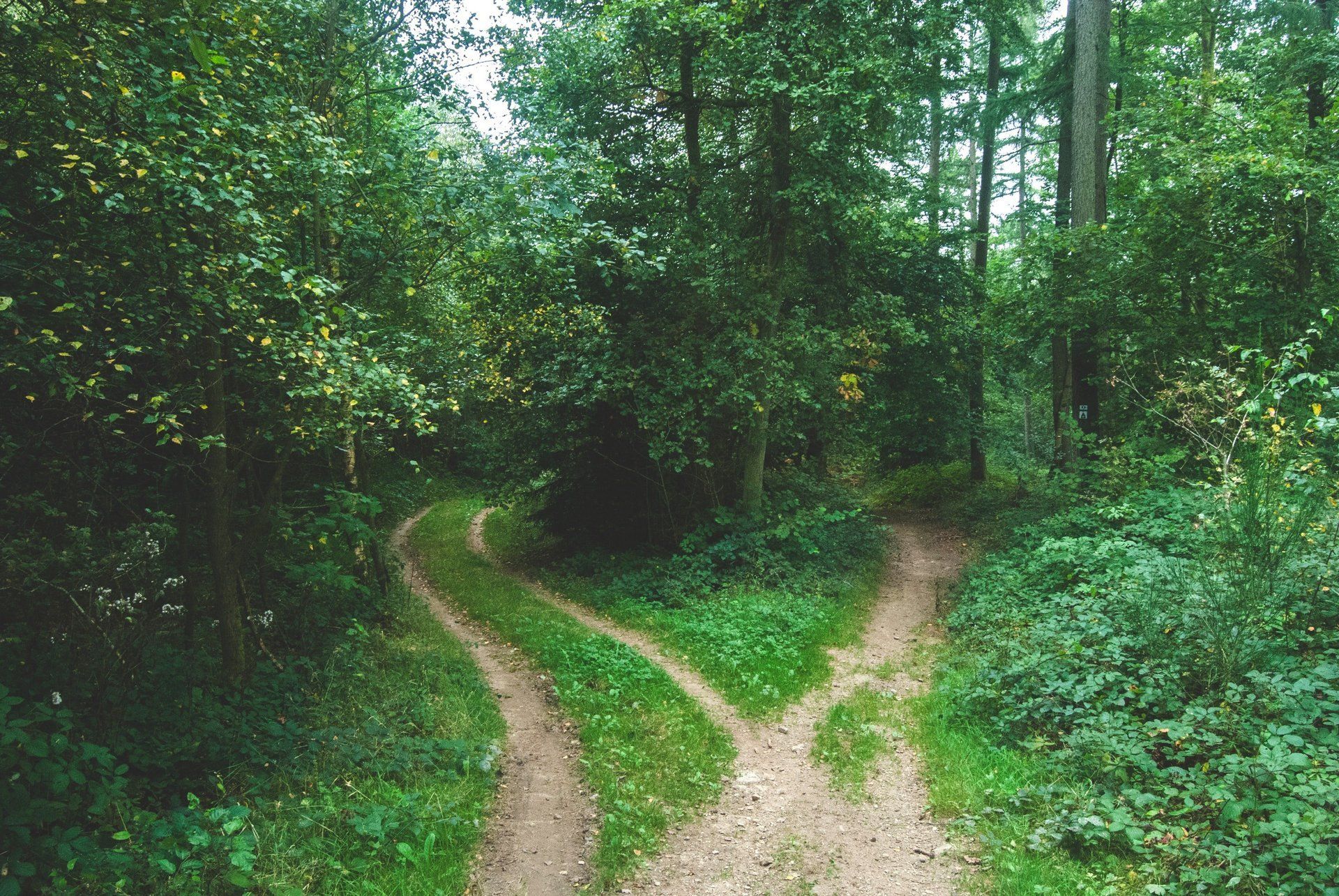 A dirt road splits in two in the middle of a forest.