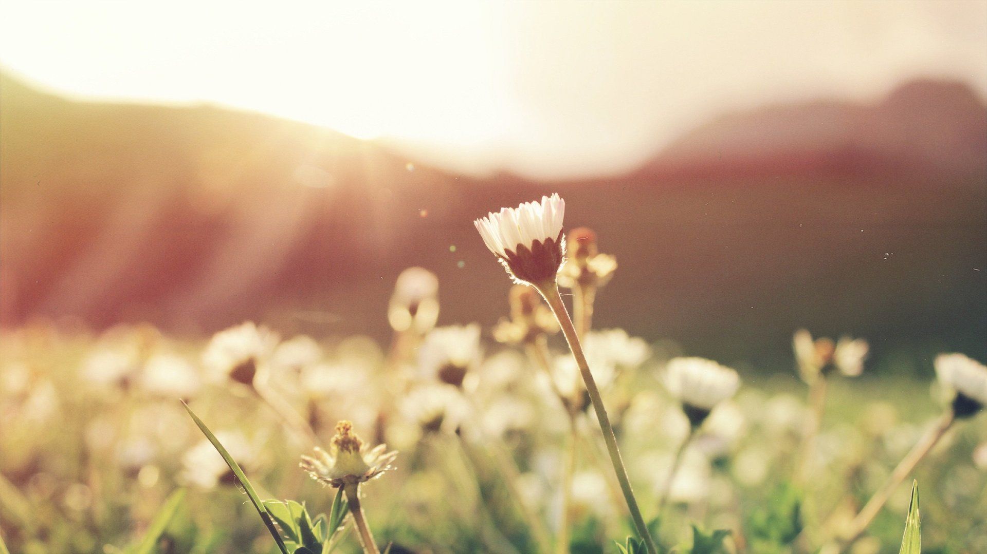 A field of flowers with mountains in the background