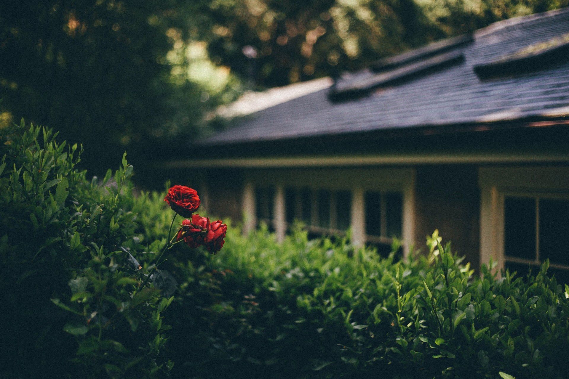 Home garden fence line shrub