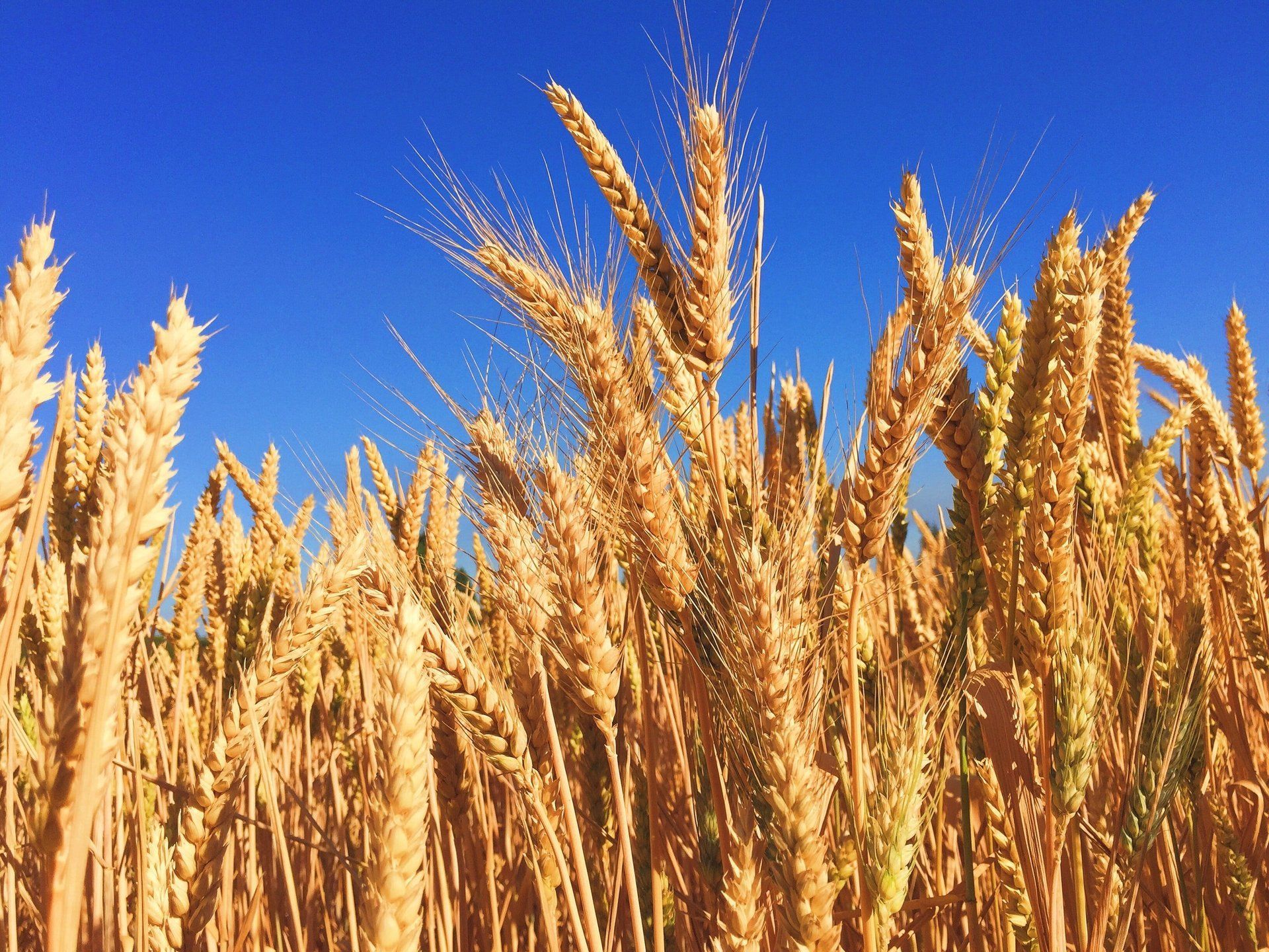 a field of wheat with a blue sky in the background