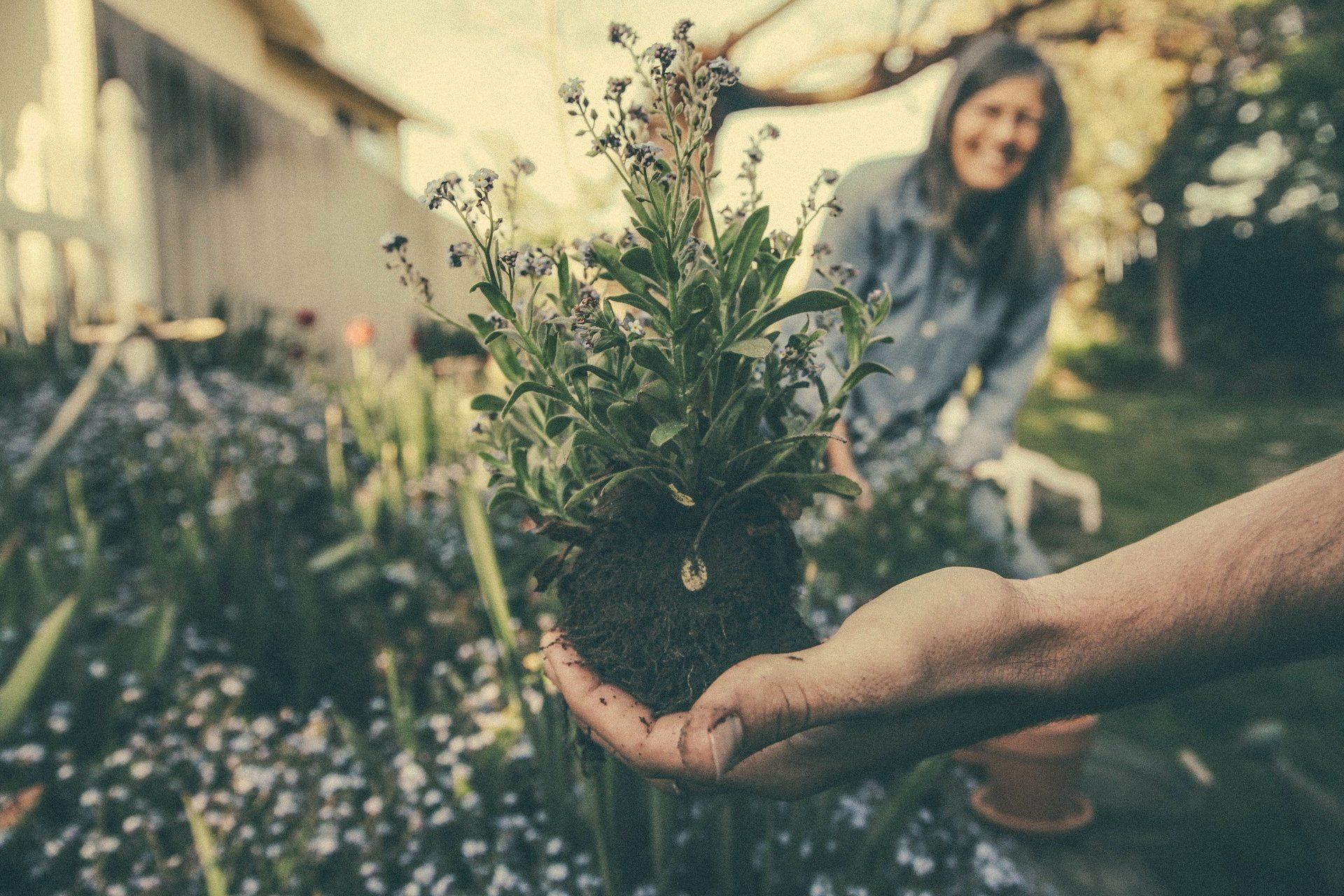 Gartenpflanzen