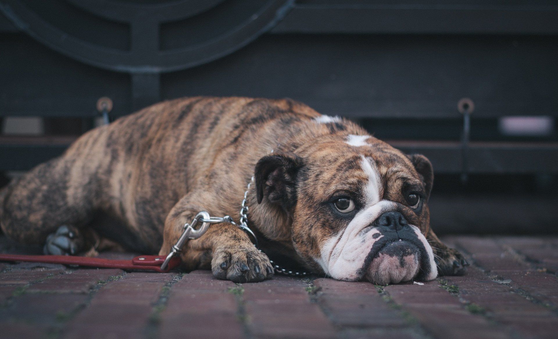 A bulldog is laying on the ground on a leash.