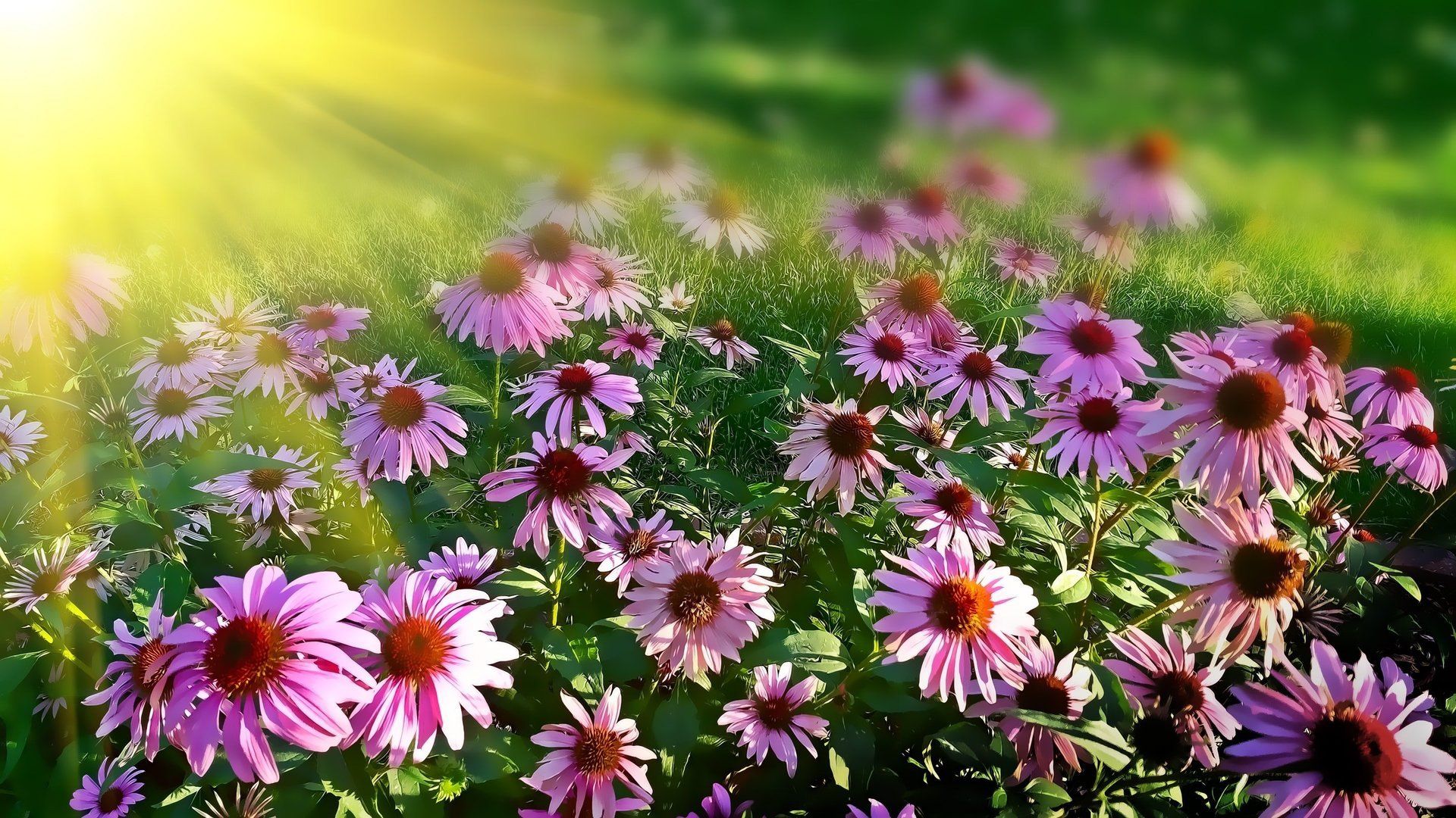 Landscape,Landscaping,Landscape Design,Affordable Landscaping,Flowers,Sod,Garden,Lawn Care,Landscaping on a Budget Sarasota