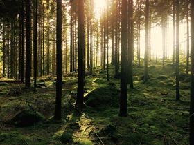 Woodland management